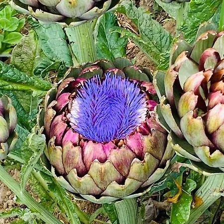 منزل ريفي Estate Ana *