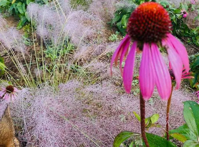 Estate Ana * פטוי