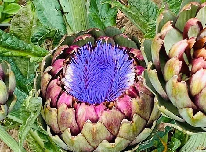 בית כפרי Estate Ana *