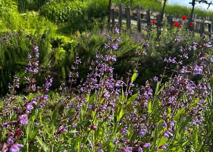 Estate Ana בית כפרי *